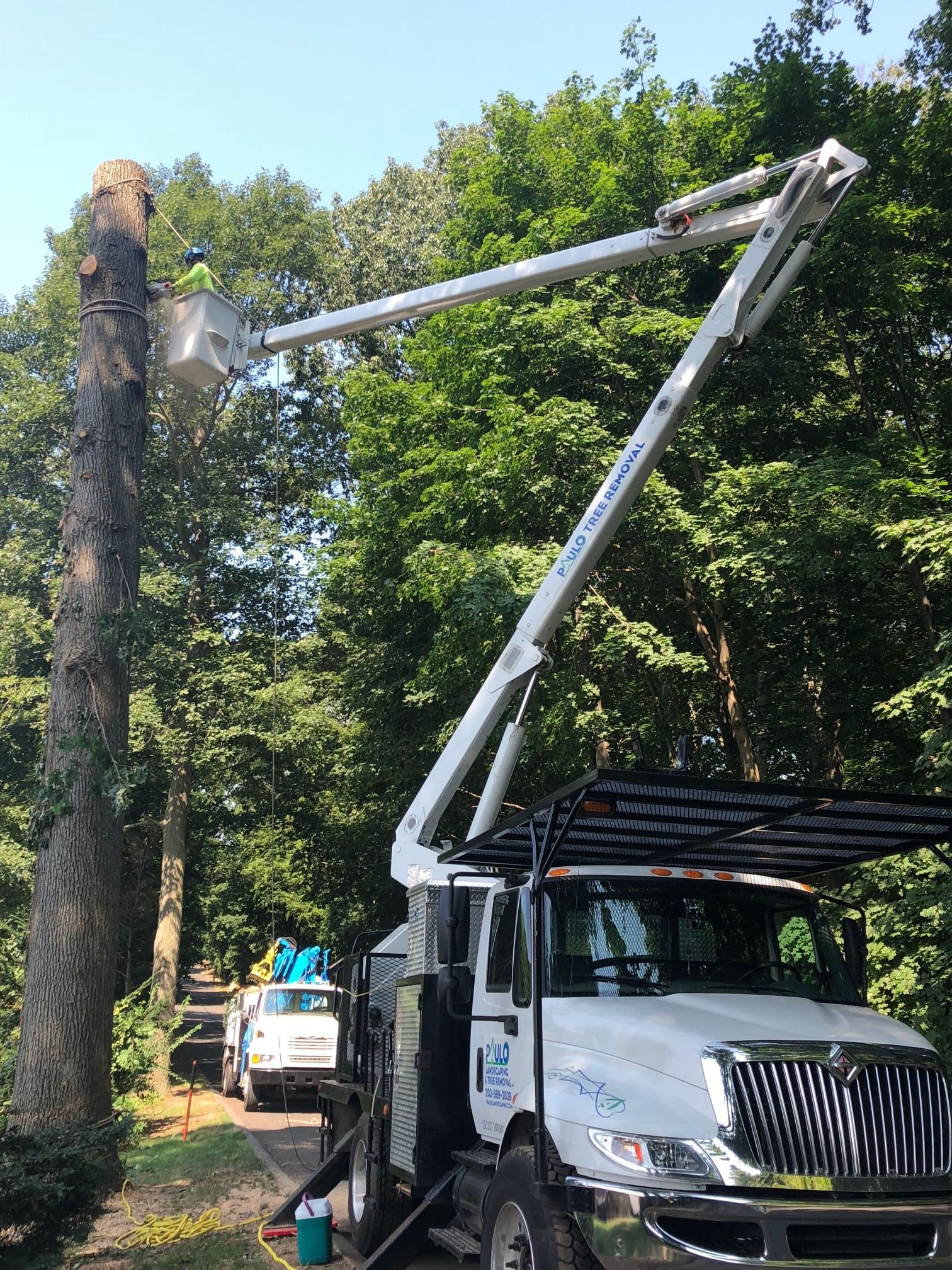 Tree Services Paulo Landscaping & Tree Removal, LLC. Orange, CT
