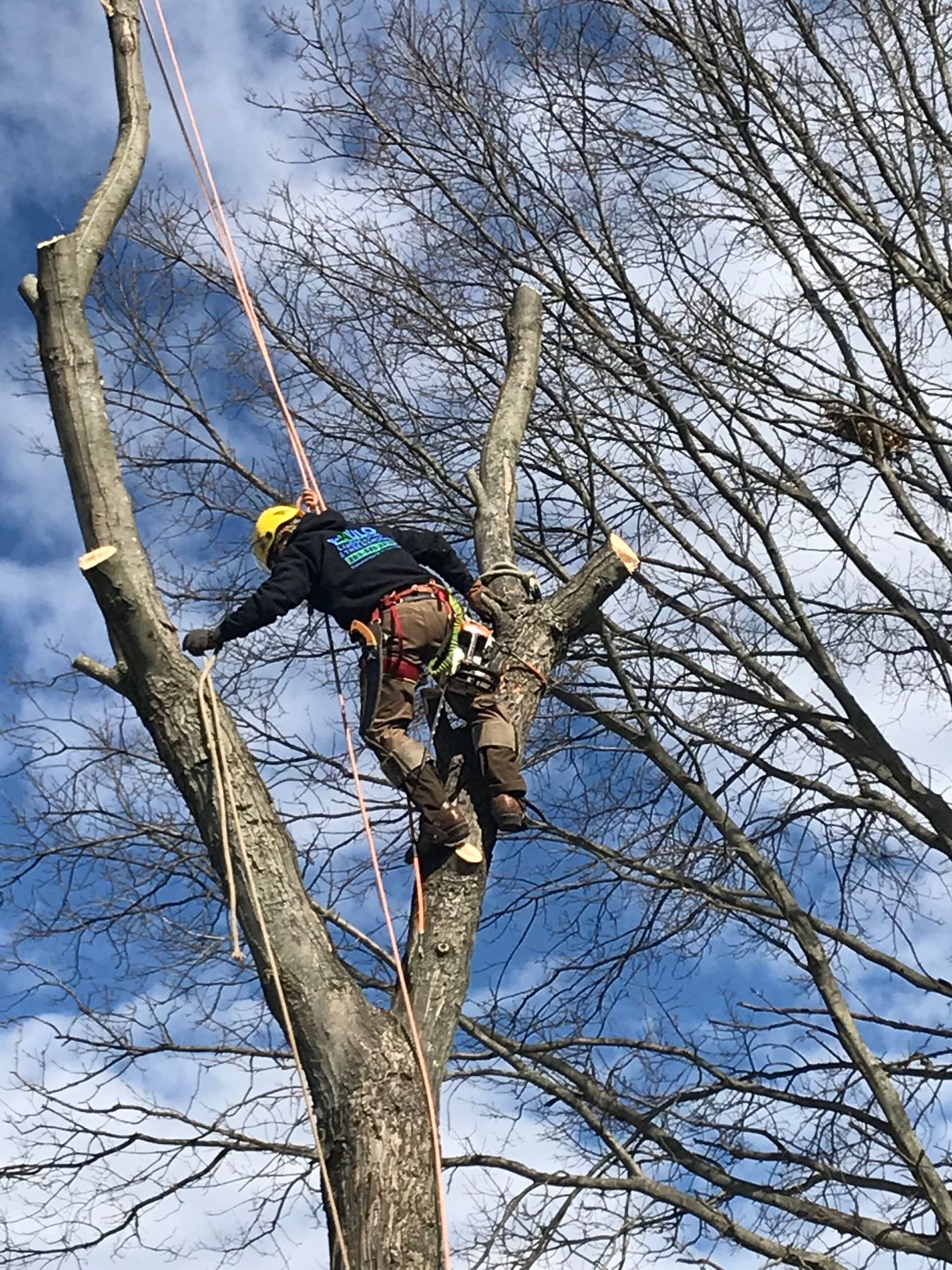 Tree Services Paulo Landscaping & Tree Removal, LLC. Orange, CT