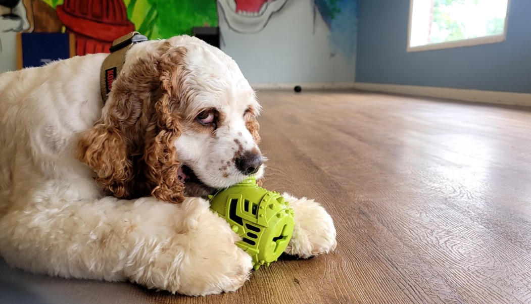 Playful Paws Dog Boarding and Daycare Radcliff, KY
