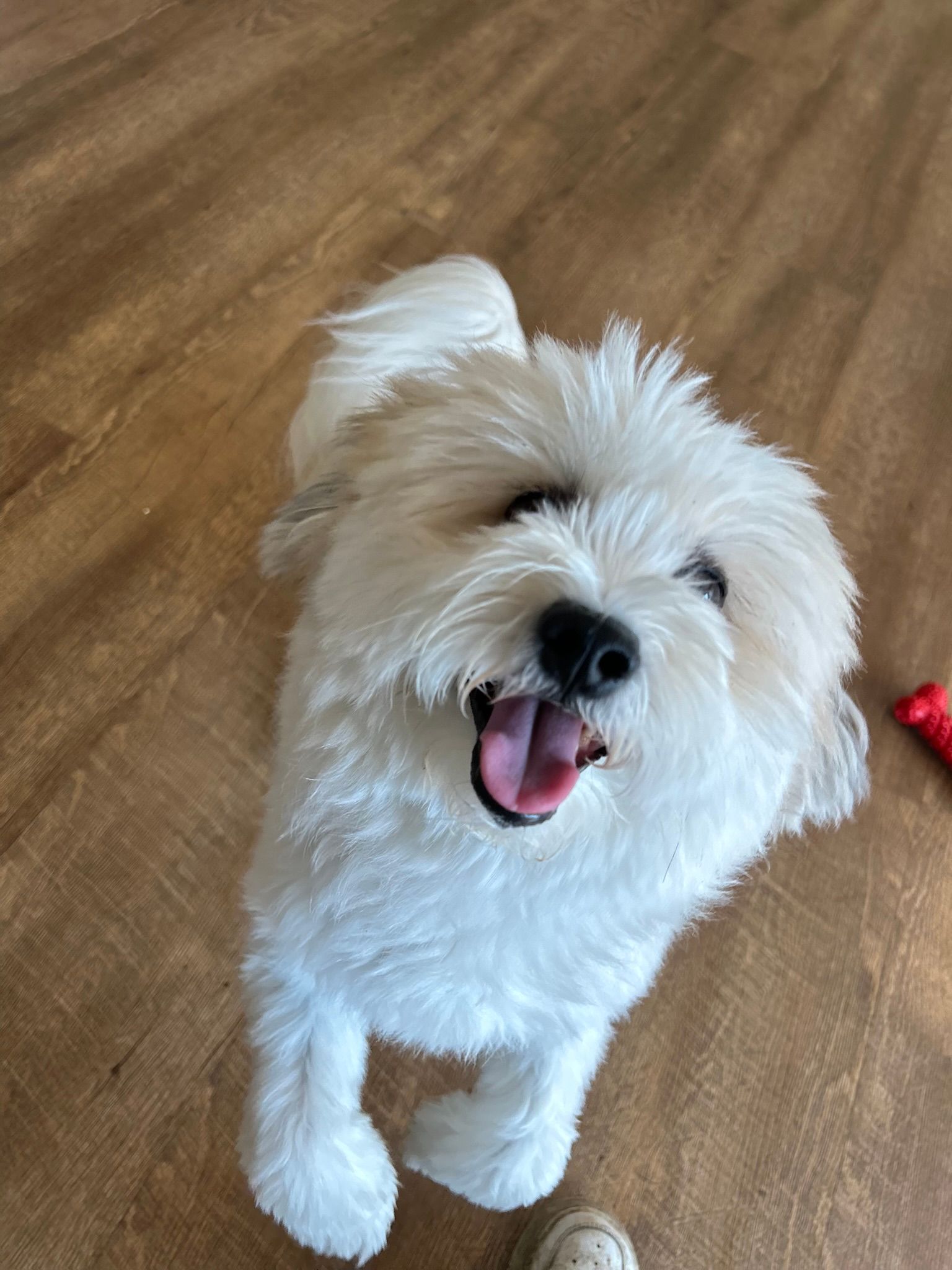 Playful Paws Dog Boarding and Daycare Radcliff, KY