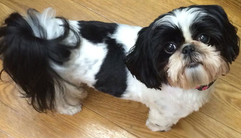 Backyard Pet Boutique & Nutrition Center Pet Products Rome