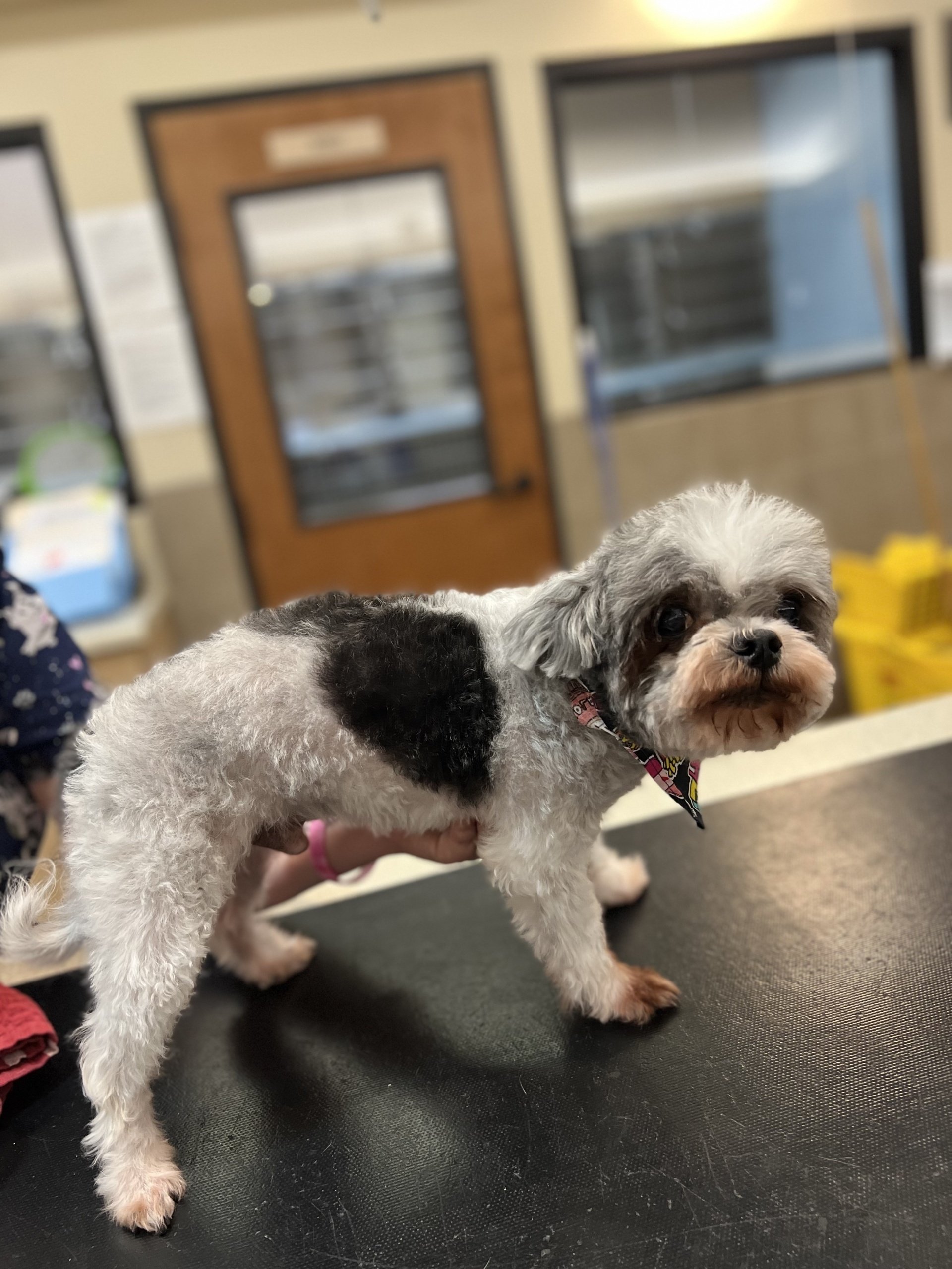 Pet Grooming Dog and Cat Groomers Irving, TX