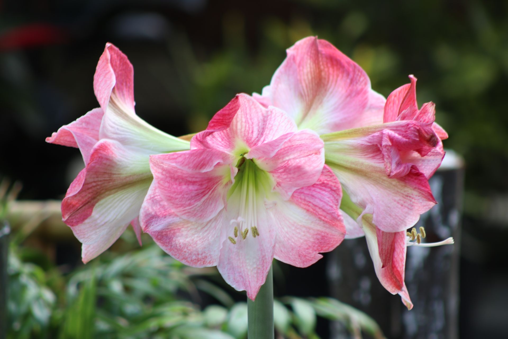Garden Center Spring Farm Greenhouse Martinsburg, PA