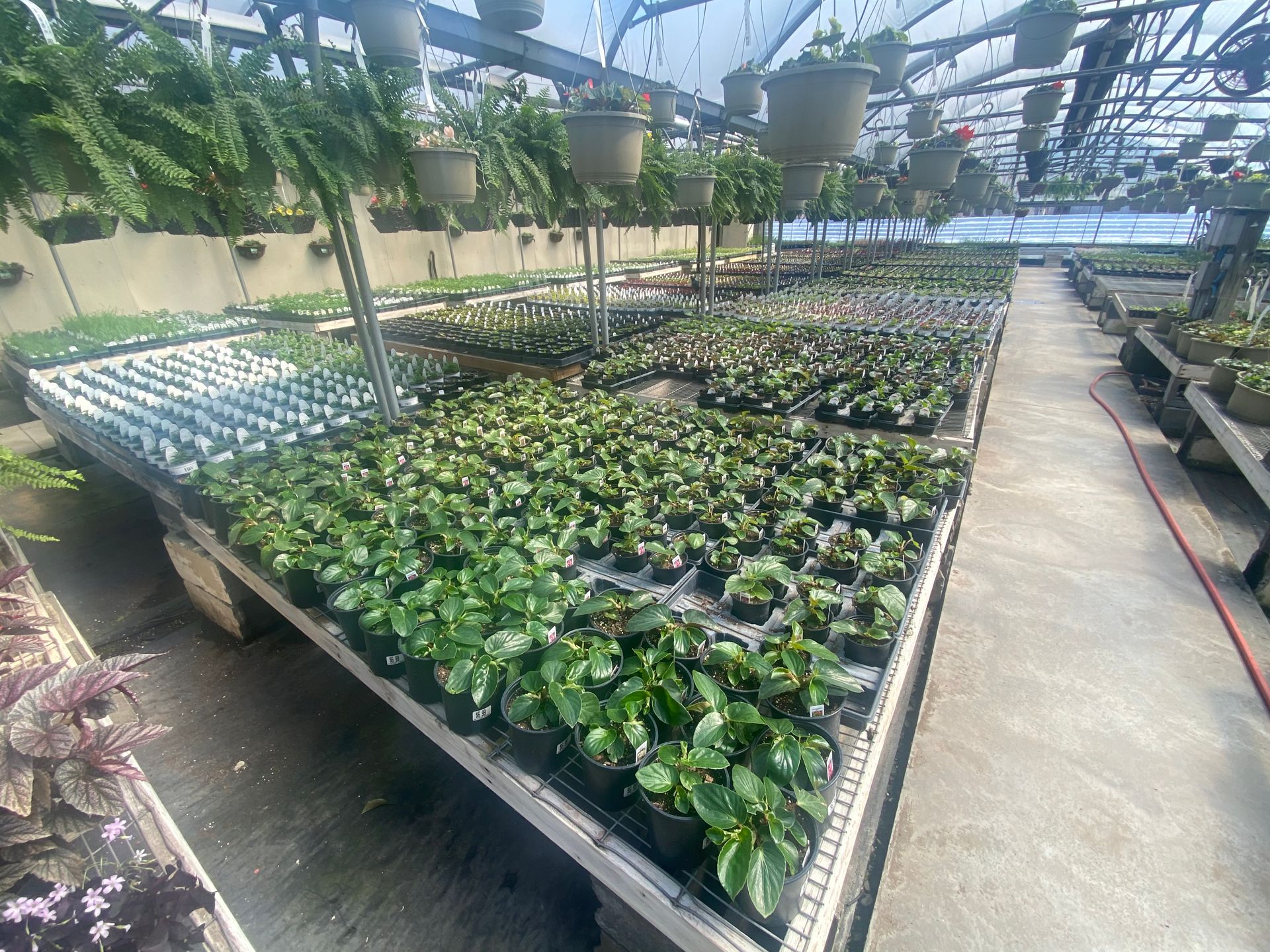 Plant Inventory Gallery Martinsburg, PA