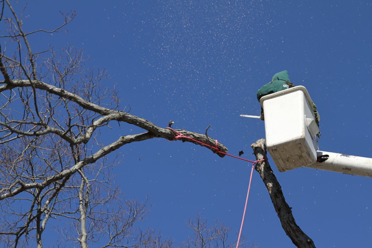 Tree Removal Cheap Charlie's Tree Service East Islip, NY