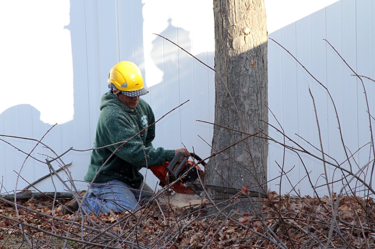 Gallery Cheap Charlie's Tree Service