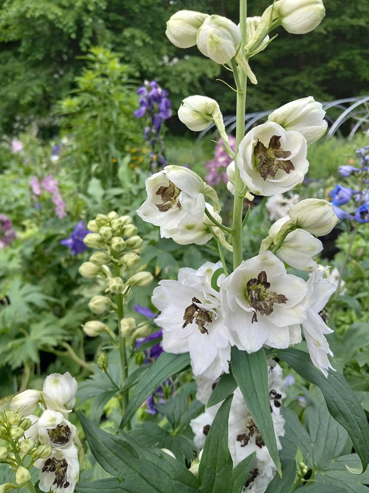 Plant Nursery Ladd's Garden Center South Windham, CT