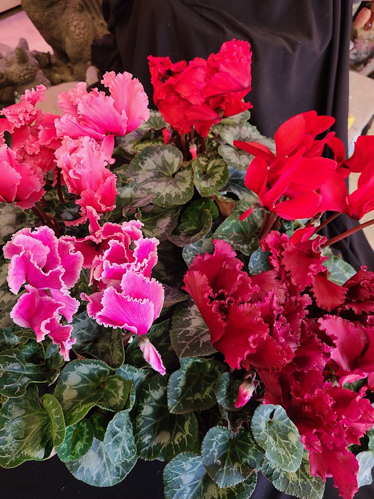 Plant Nursery Ladd's Garden Center South Windham, CT