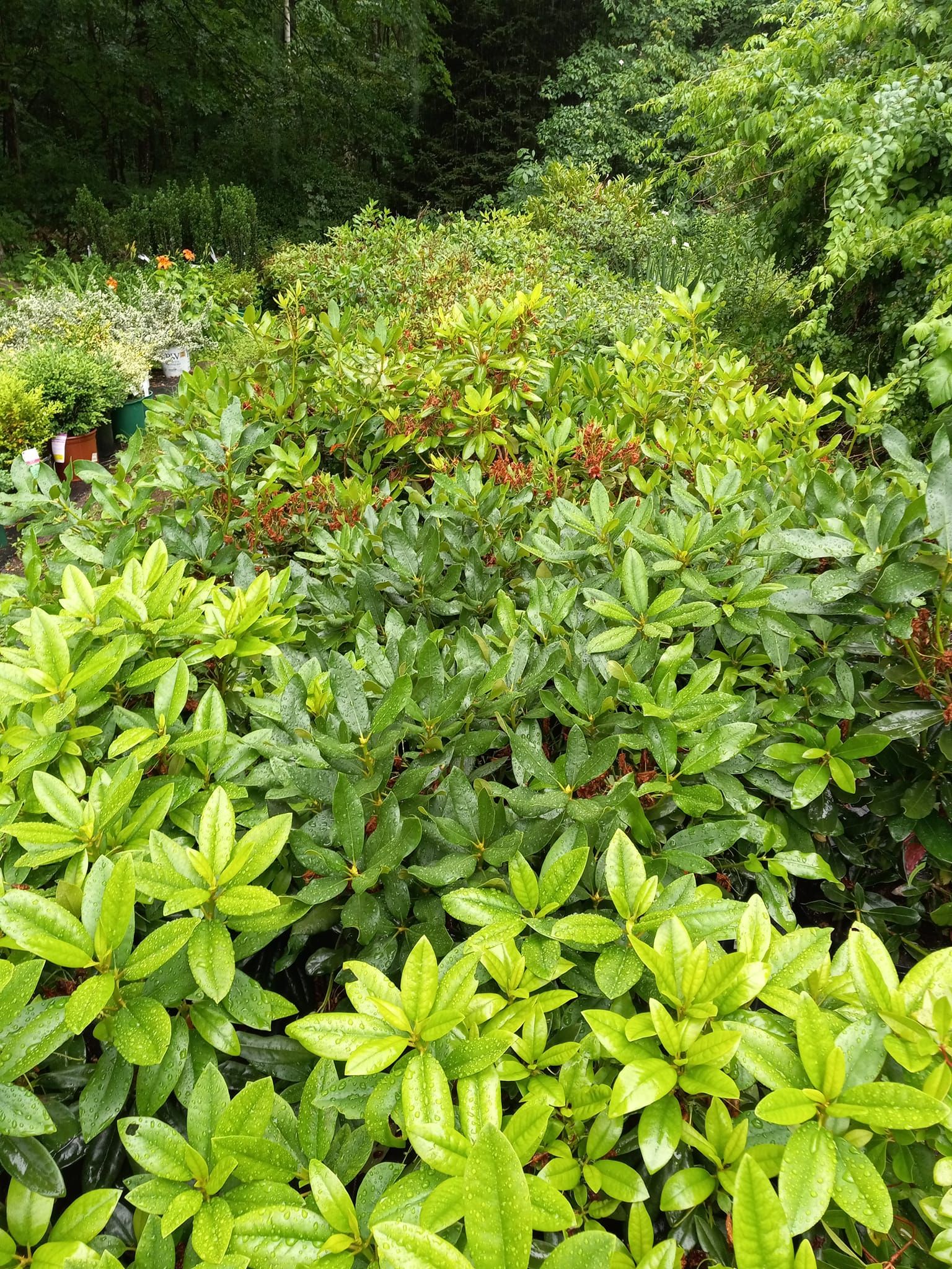 Plant Nursery Ladd's Garden Center South Windham, CT