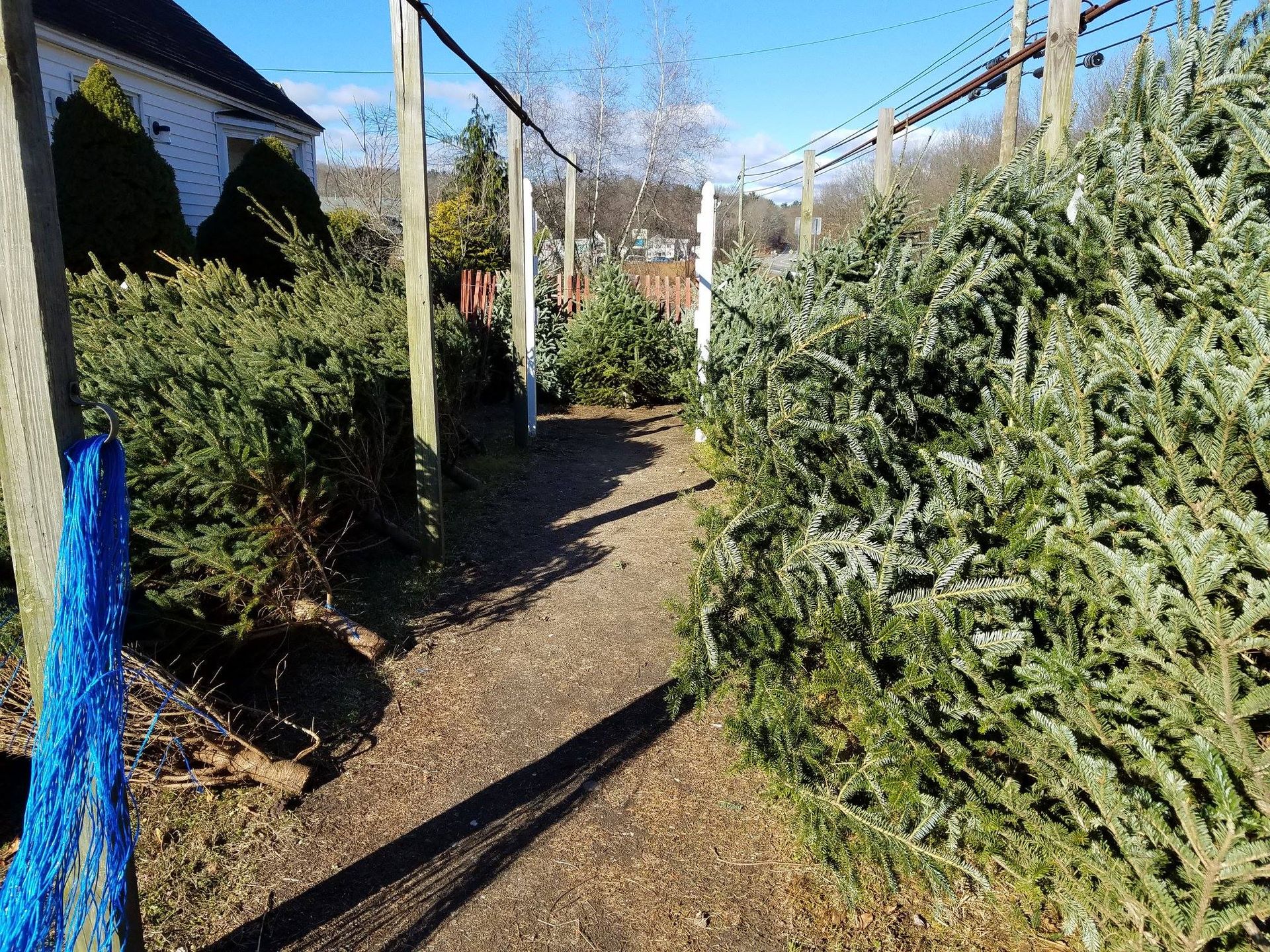 Tree Nursery South Windham, CT