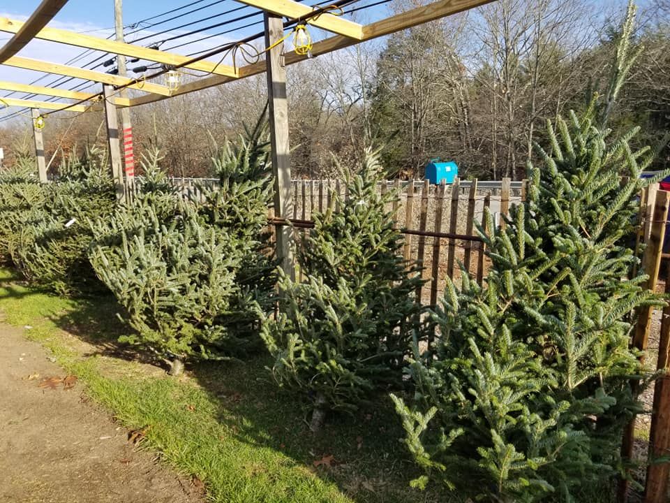 Tree Nursery South Windham, CT