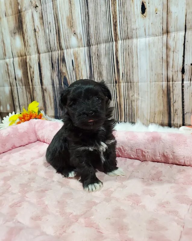 Puppy Breeding Backwood Acres Puppies Arcola, IL