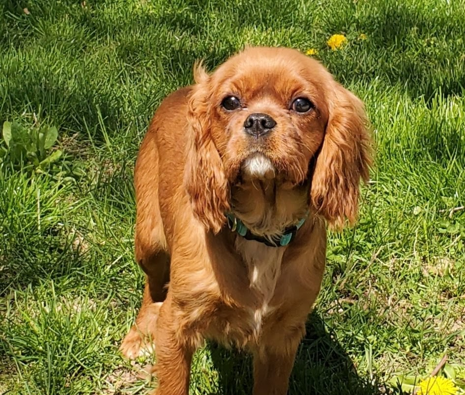 Puppy Breeding Backwood Acres Puppies Arcola, IL