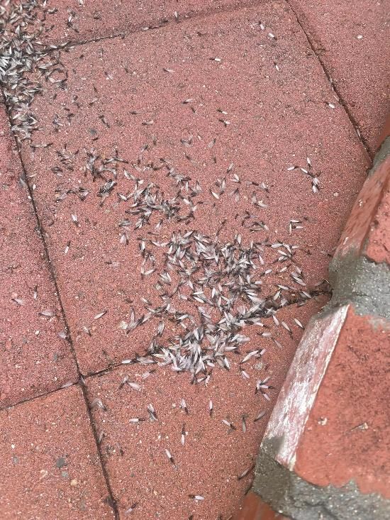 Pest Control Gallery | Southern CA