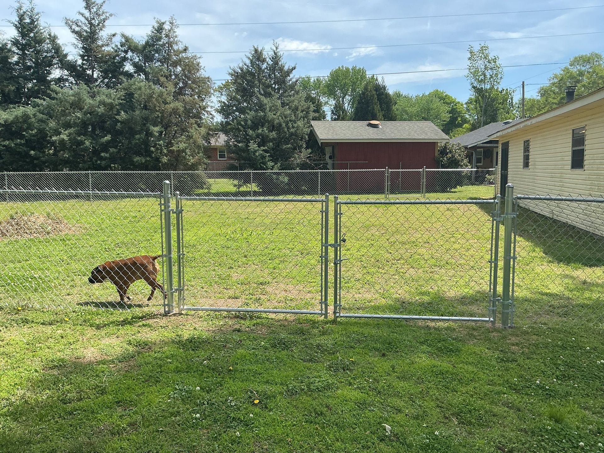 Dog sniffing grass inside a fenced backyard beside a house and red shed under a blue sky