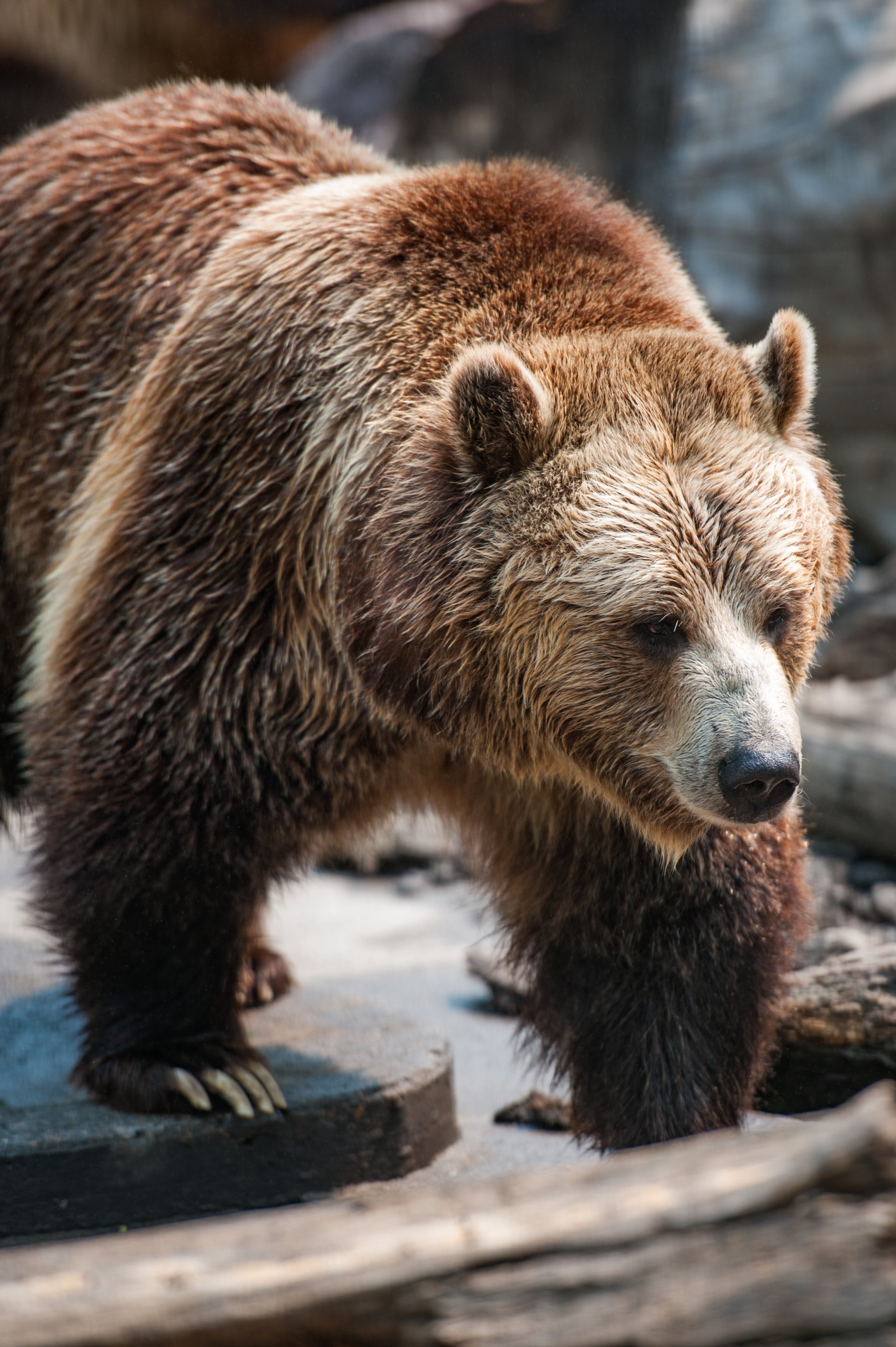 Chahinkapa Zoo Animal Park Wahpeton, ND