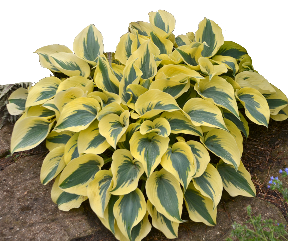 The Nursery Plant Nursery Lebanon Plant Garden Store Near Me