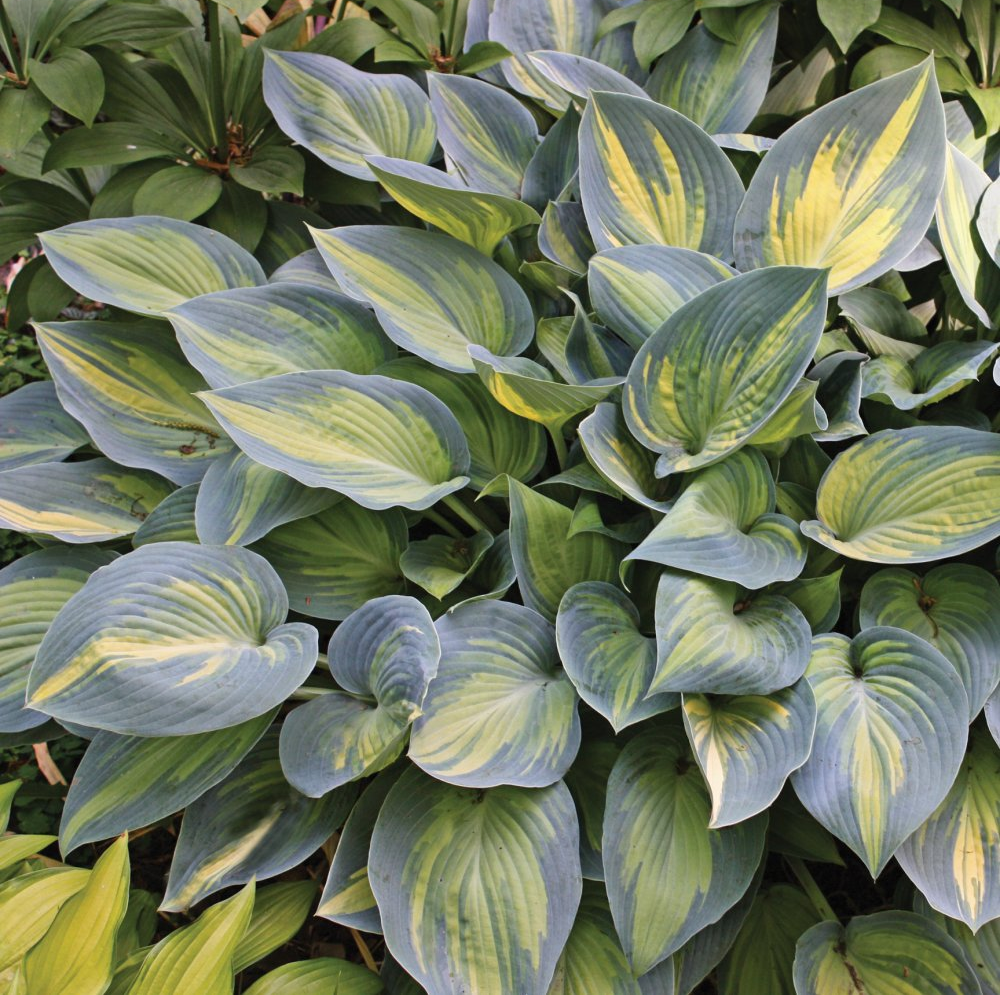 Nolt's Garden Center Perennial & Flower Nursery Lebanon, PA