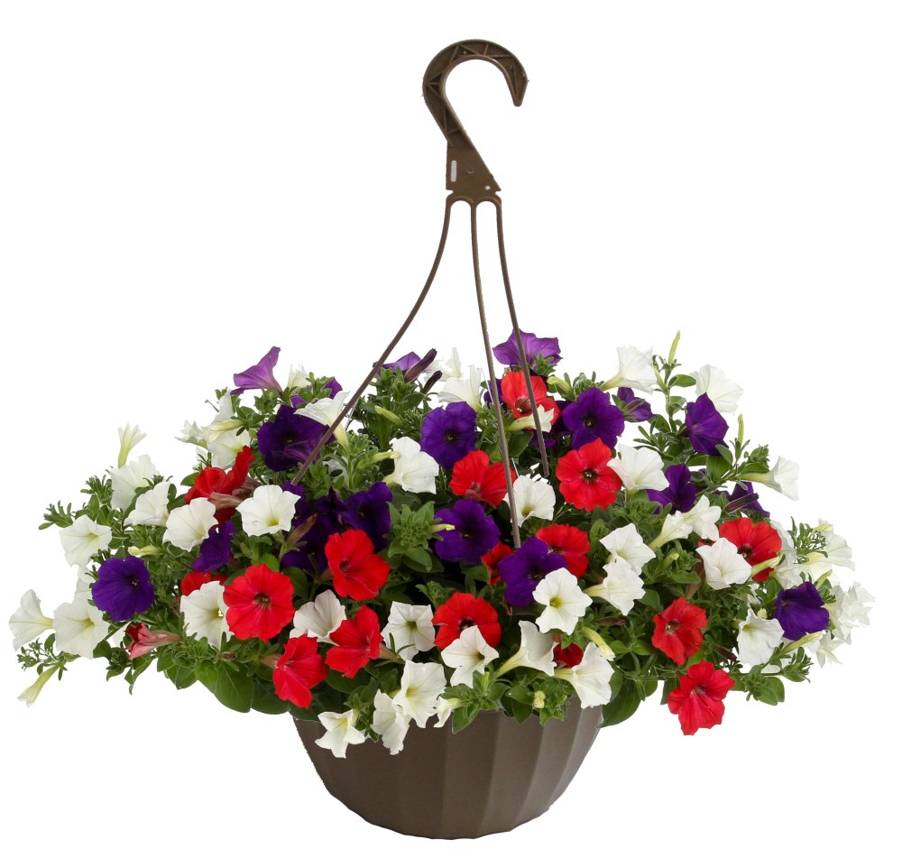 Nolt's Garden Center Hanging Baskets Lebanon PA