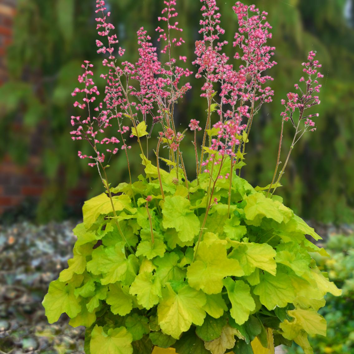 Nolt's Garden Center Perennial & Flower Nursery Lebanon, PA