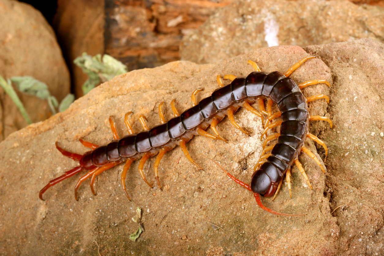 Crawling Insect Control | Metro Detroit, MI Area