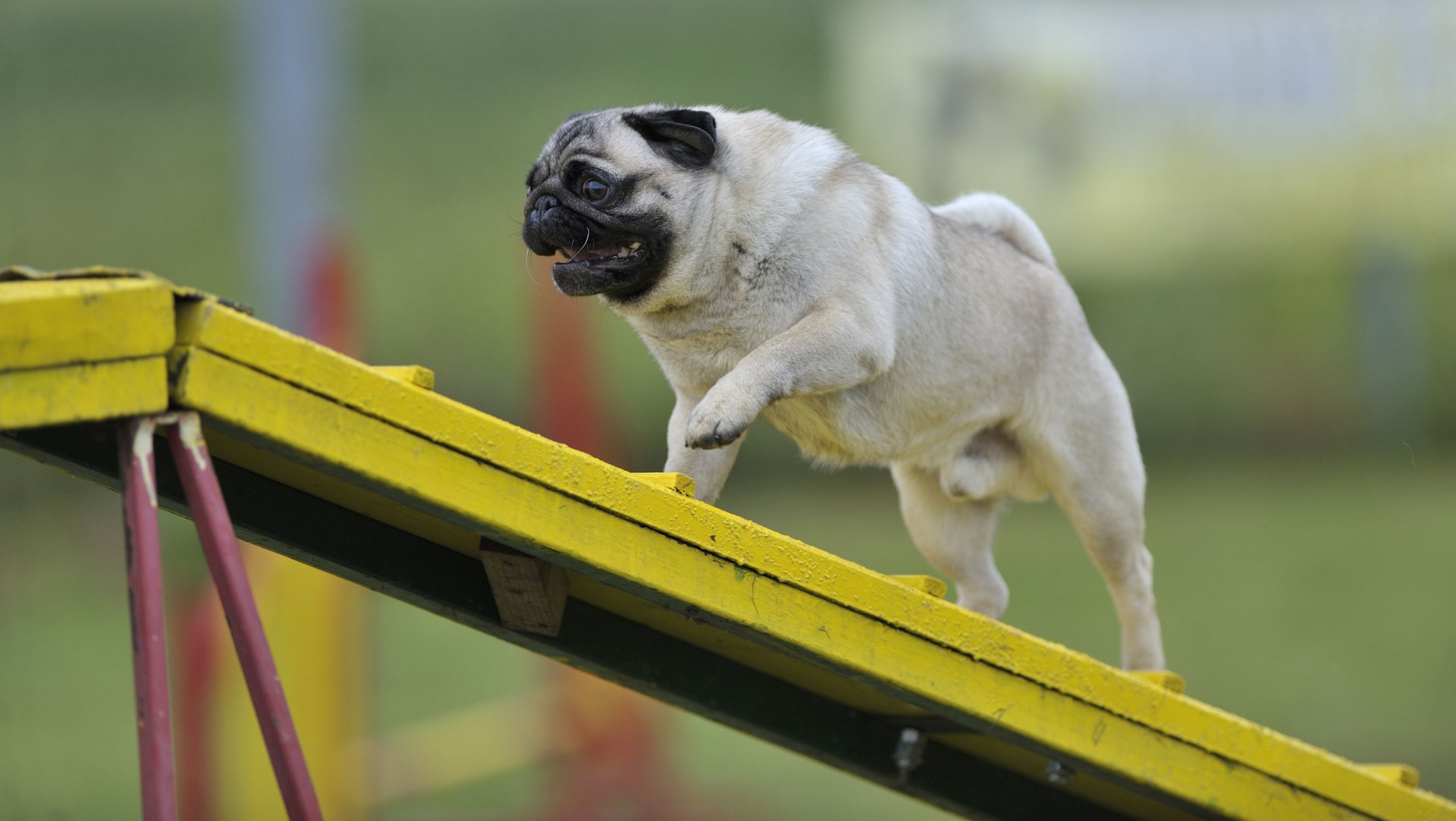 Boarding Shampoochies Pet Grooming & Boarding Woodlawn, IL