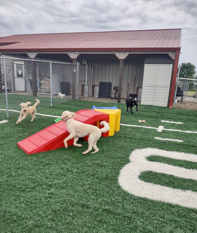 Boarding Shampoochies Pet Grooming & Boarding Woodlawn, IL