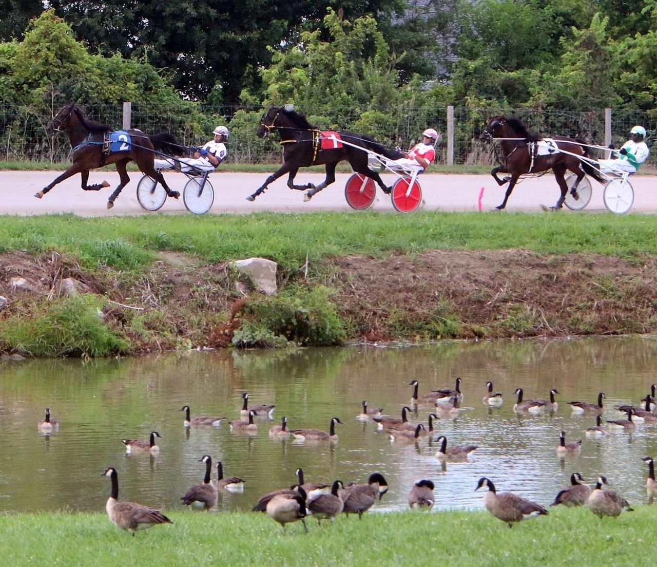 Harness Racing | Coles County Fair