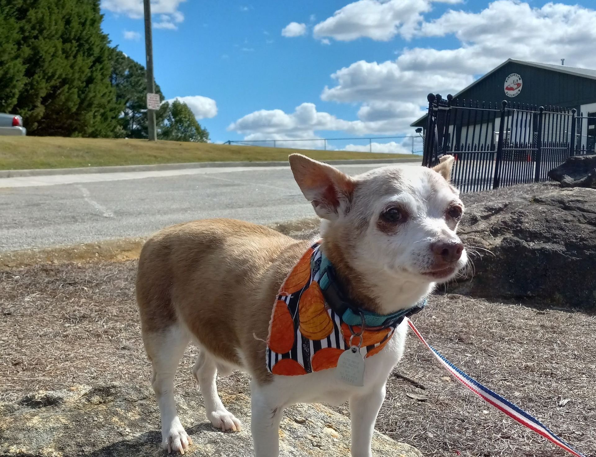 Hollycrest Bed & Biscuit Pet Boarding Greer, SC