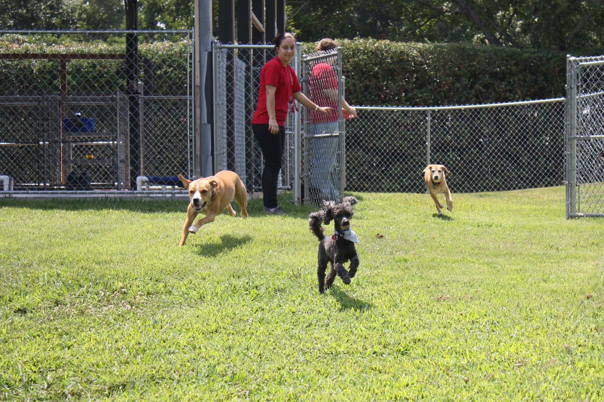 Join Our Team Career Opportunity Greer, SC Pet Boarding