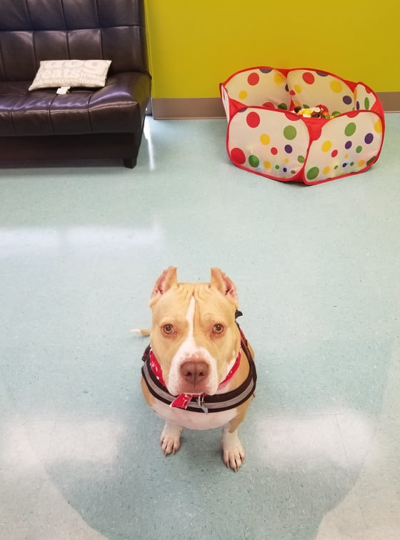 Bows & Bones Pet Grooming Photo Gallery Midlothian, VA