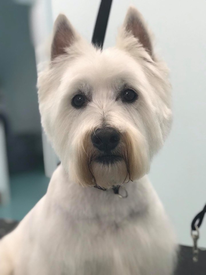 Bows & Bones Pet Grooming Photo Gallery Midlothian, VA