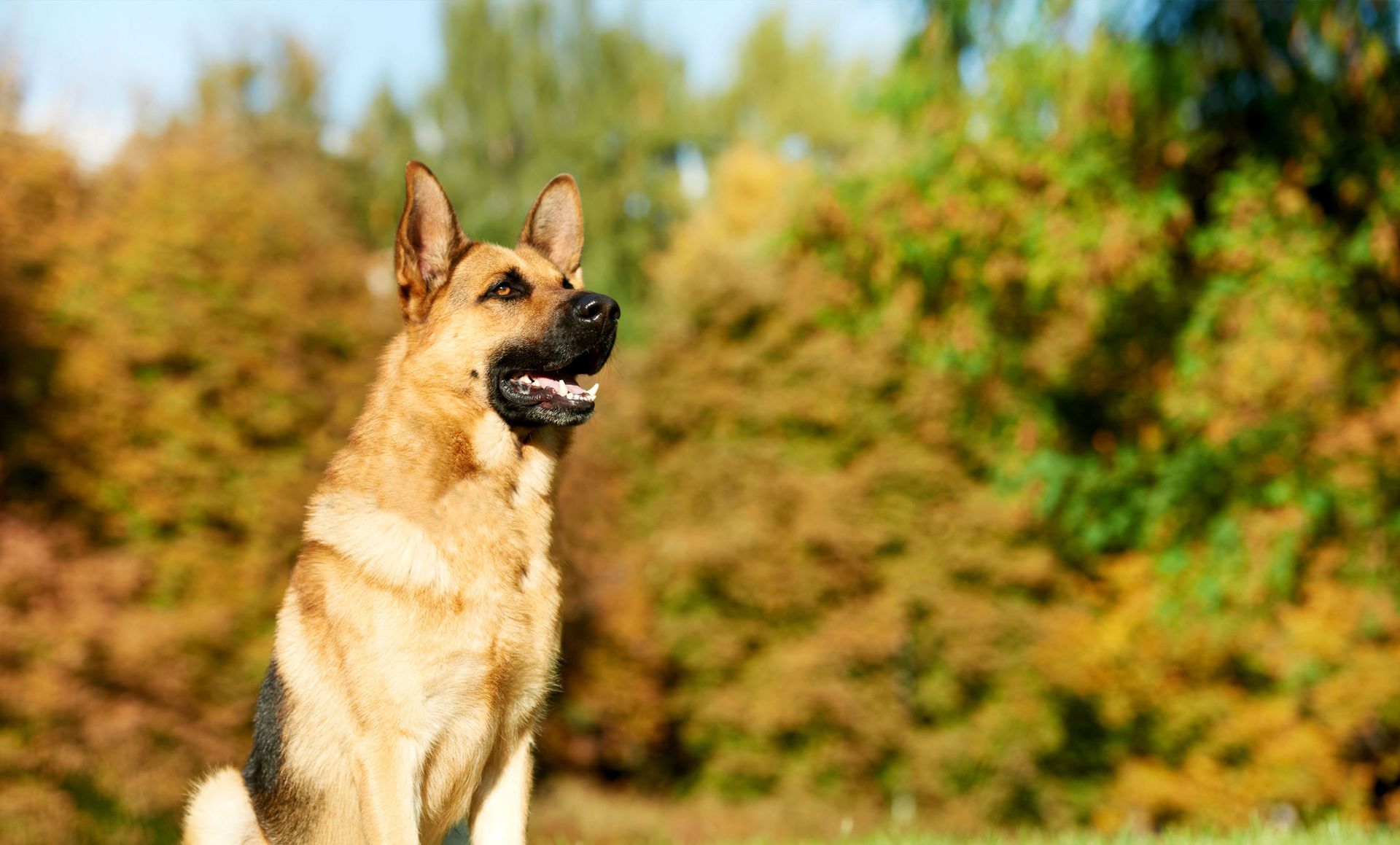 Dog Trainer All Good Dogs K9 Training LLC Greensboro, NC