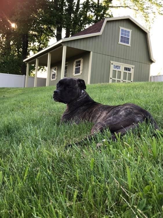Custom Sheds Gambrel Barn Style Aliquippa, PA
