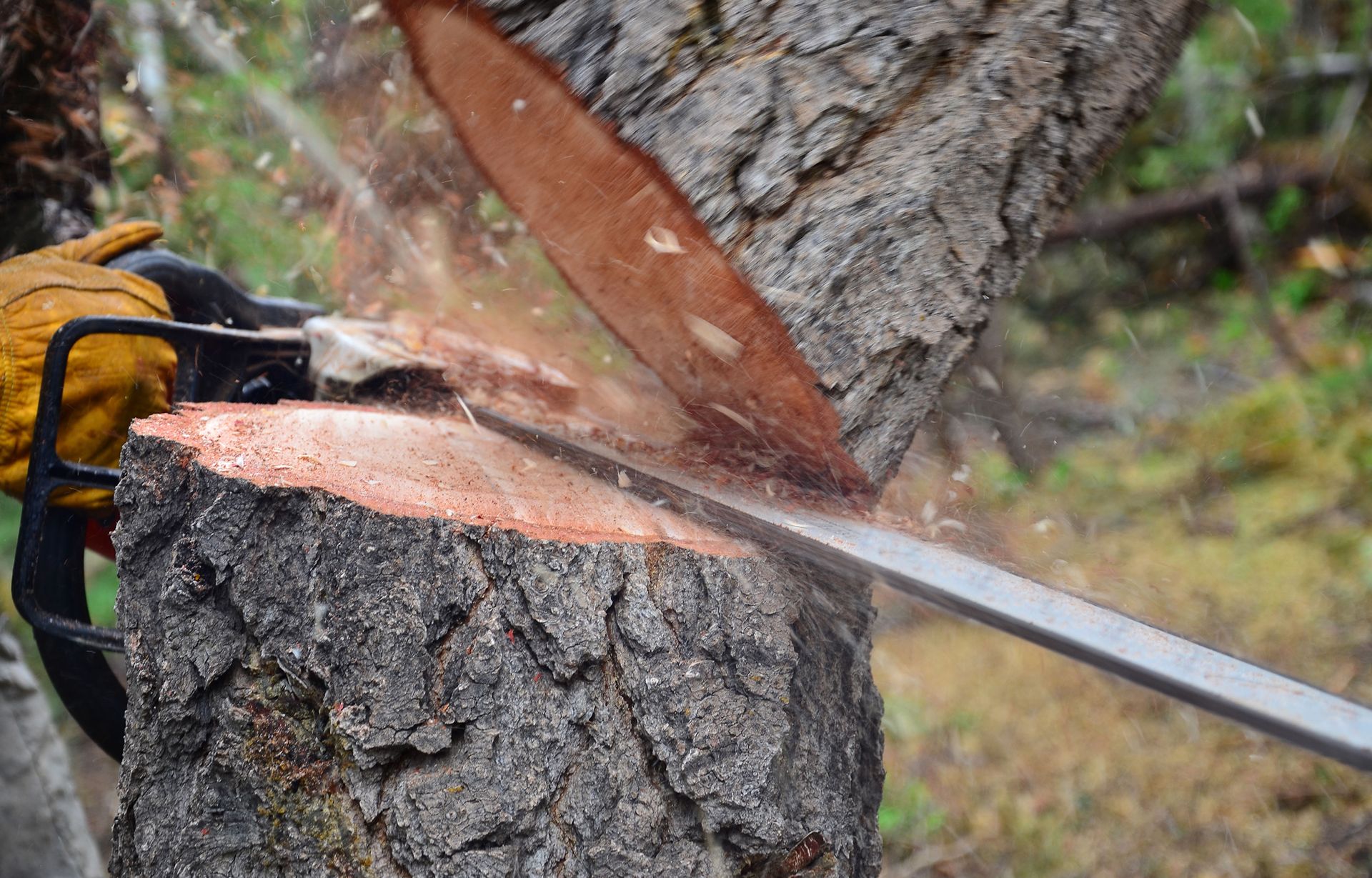 Tree Trimming | Gold Coast Tree Service | Simi Valley, CA