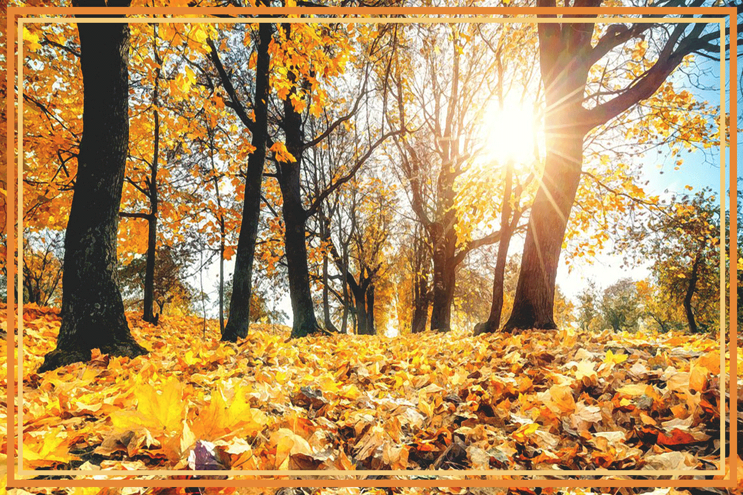 Sunlit autumn forest with golden leaves carpeting the ground and tall trees glowing in warm light