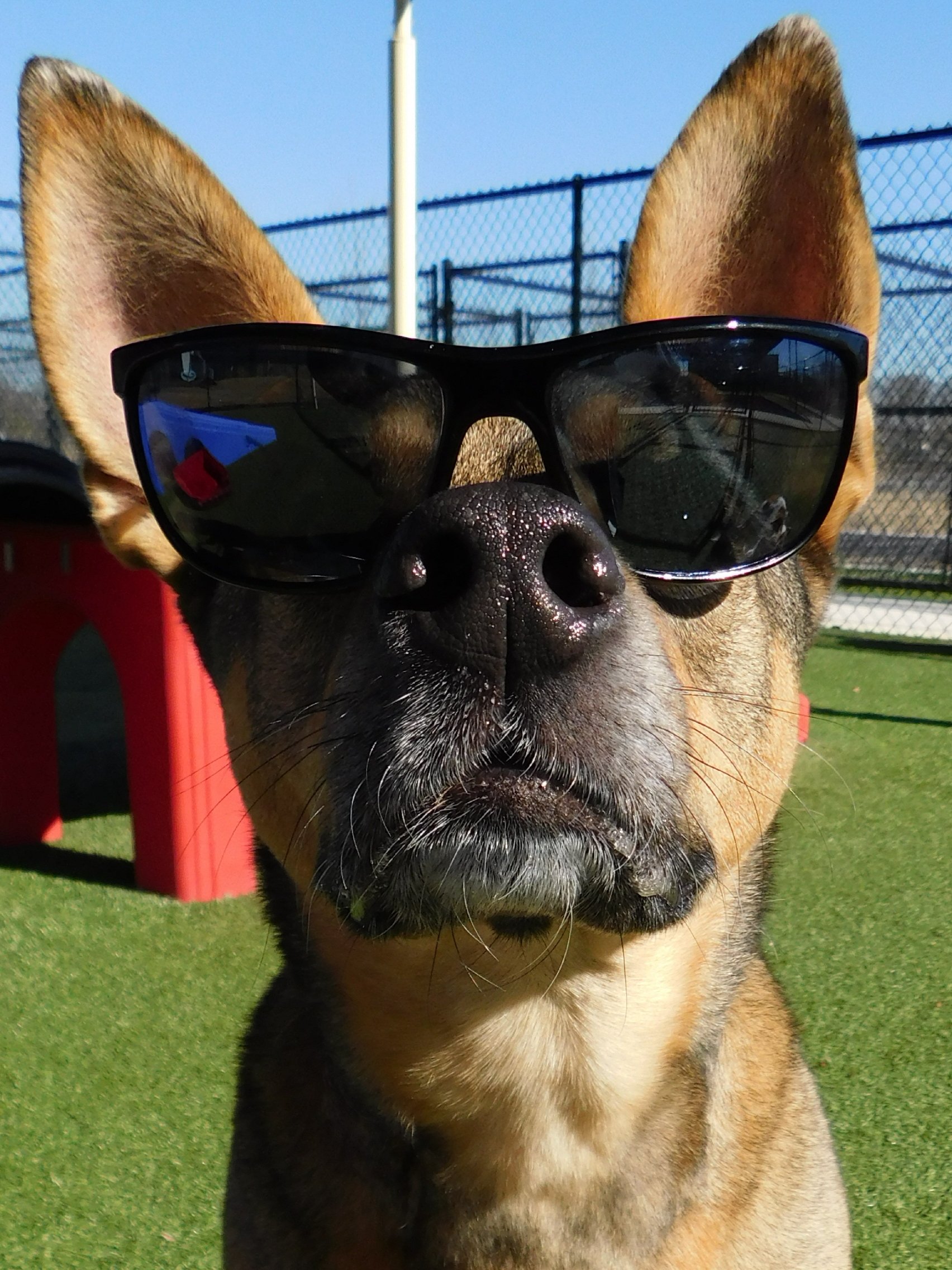 Dog Boarding Round Rock, TX A Crate Escape