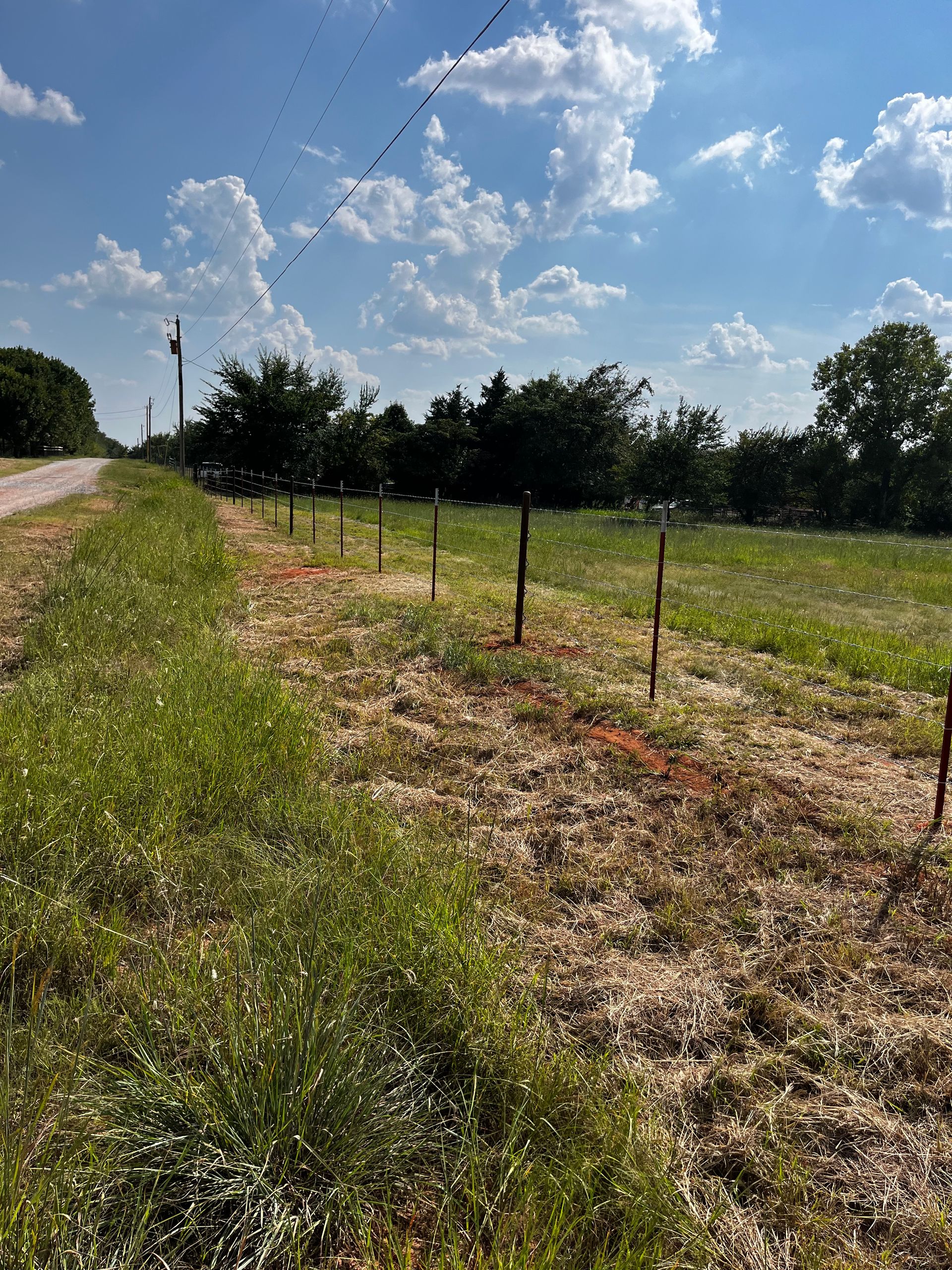 Rows of young trees in a field, with a blue sky and clouds overhead.