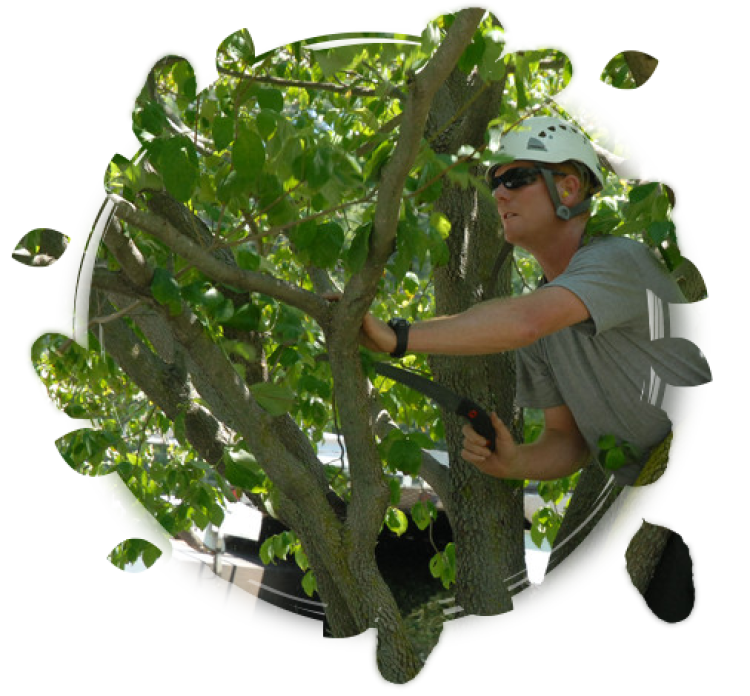 United Forestry Services Tree Care Russiaville, IN