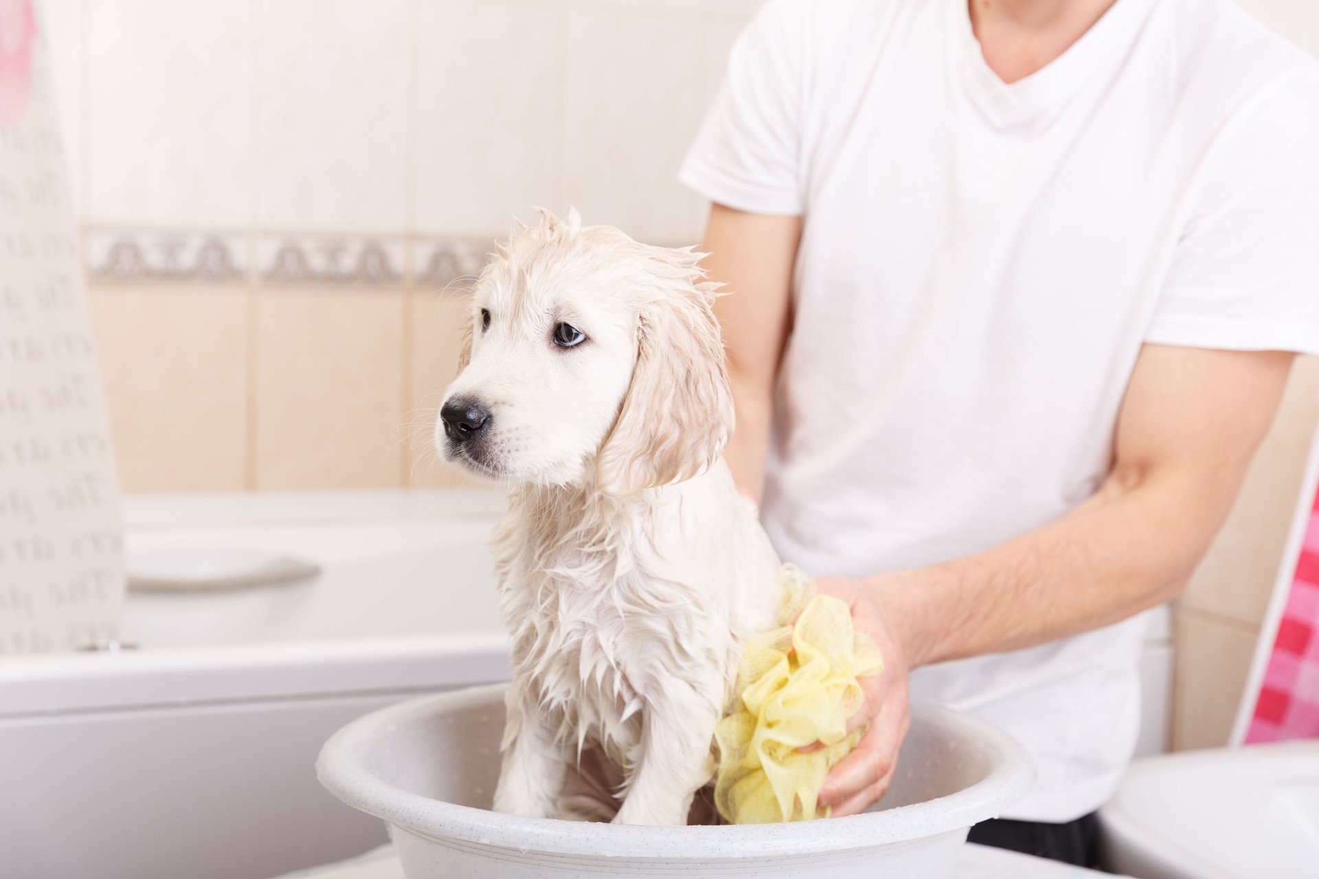Pet Care and Boarding | Rock Ridge Kennels | Monticello, NY