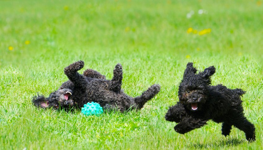 Pet Care and Boarding | Rock Ridge Kennels | Monticello, NY