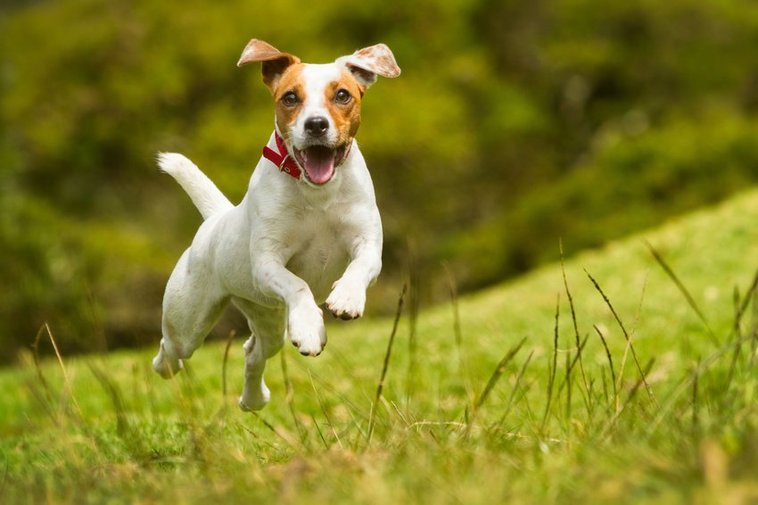 Pet Care and Boarding | Rock Ridge Kennels | Monticello, NY