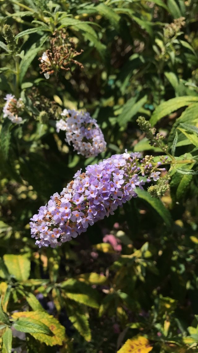 Garden Center Virginia Beach, VA Four Seasons Nursery