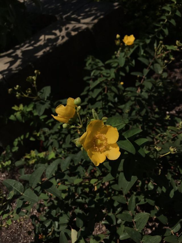 Garden Center Virginia Beach, VA Four Seasons Nursery