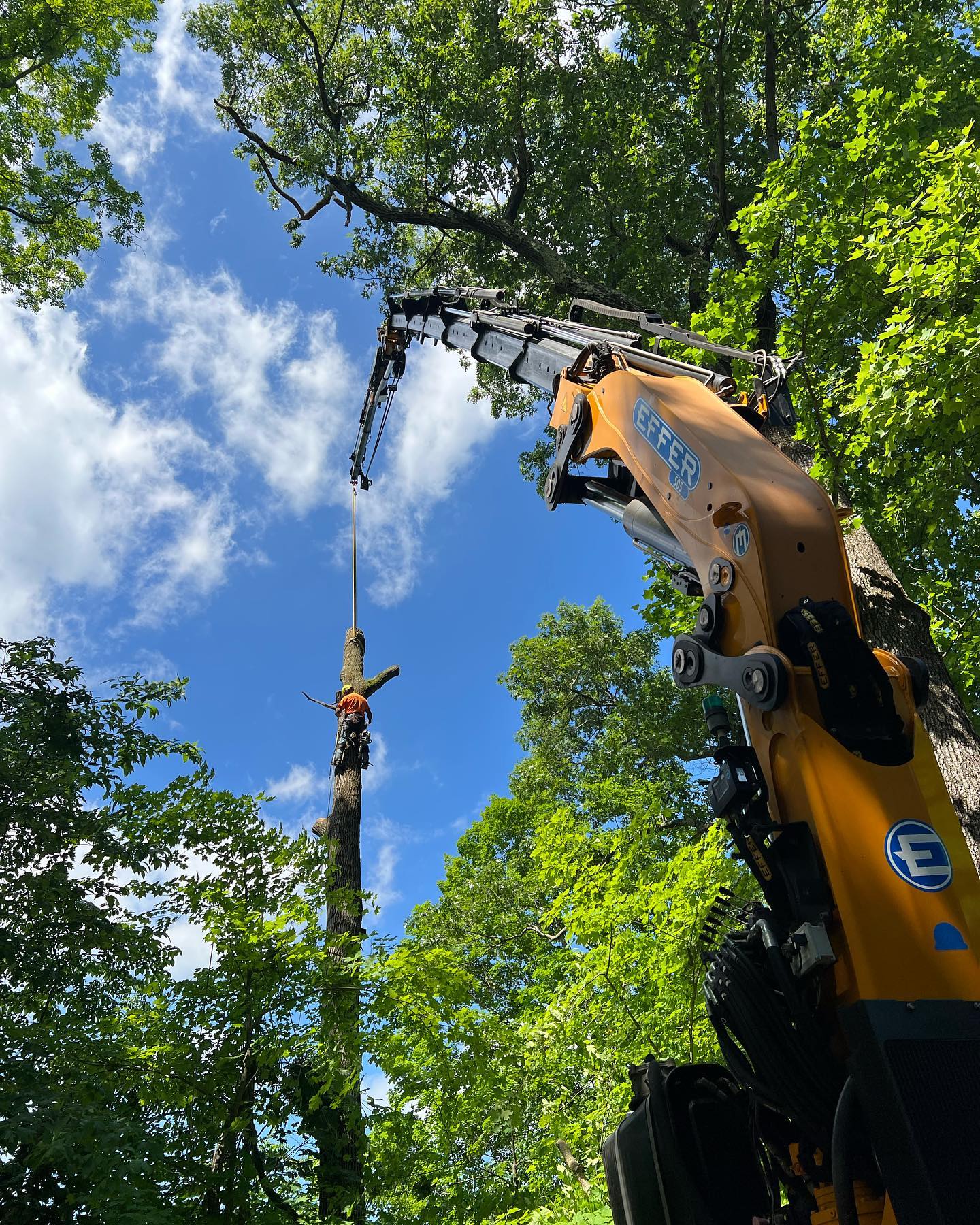 Tree Service Forclit Project Gallery | Cipully Tree Service LLC