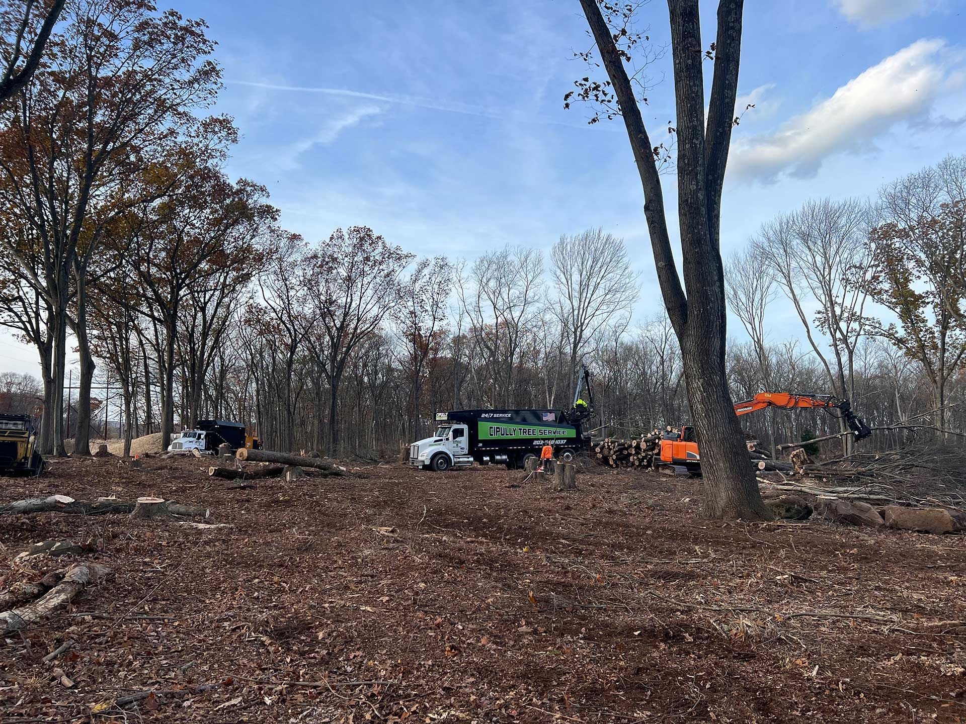 Land Clearing Services, CT | Cipully Tree Service LLC
