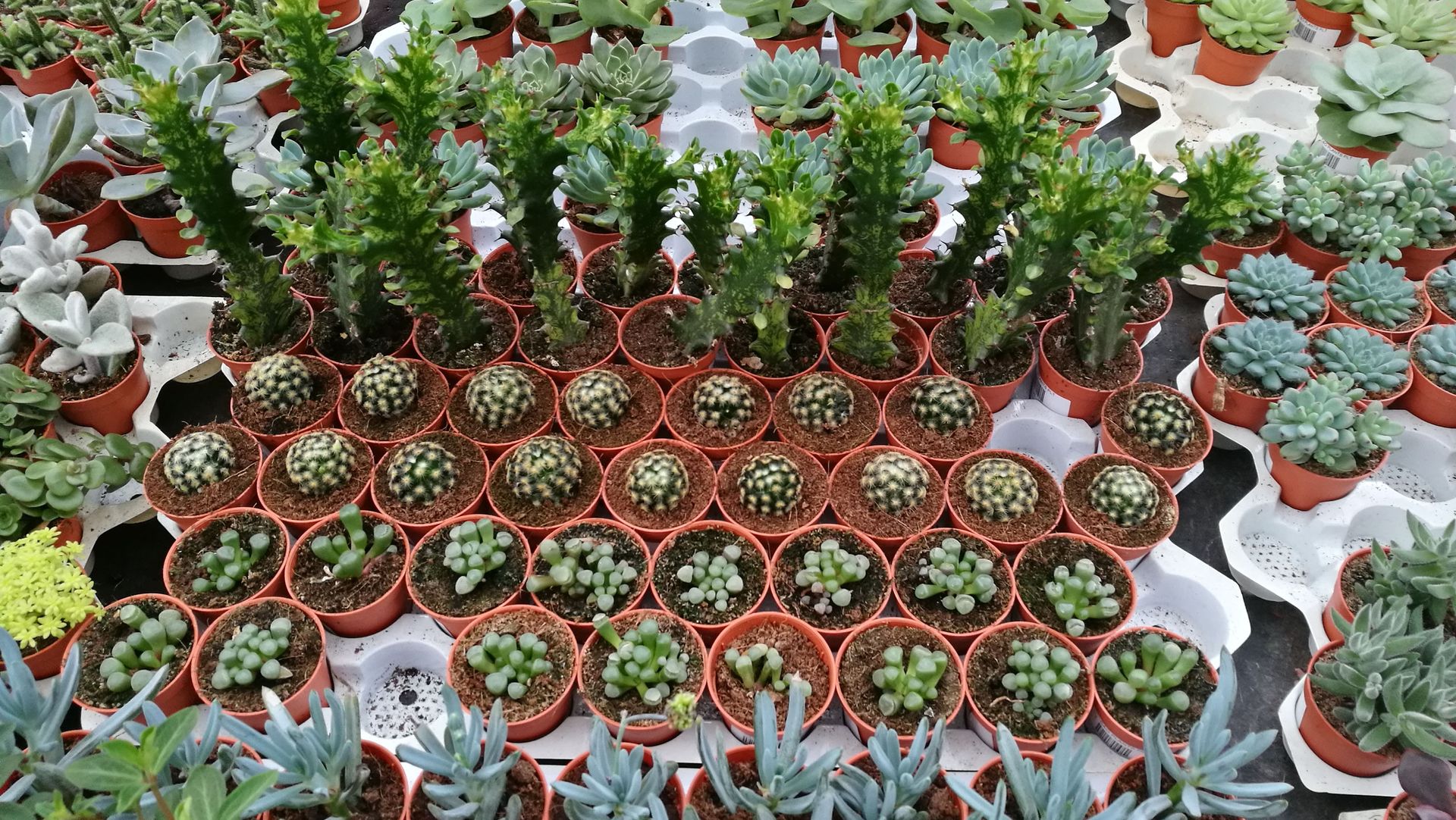 Buena Creek Nursery