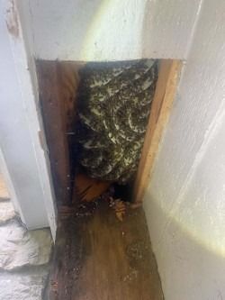 Coiled snake wedged in a narrow gap between a wall and wooden floor trim