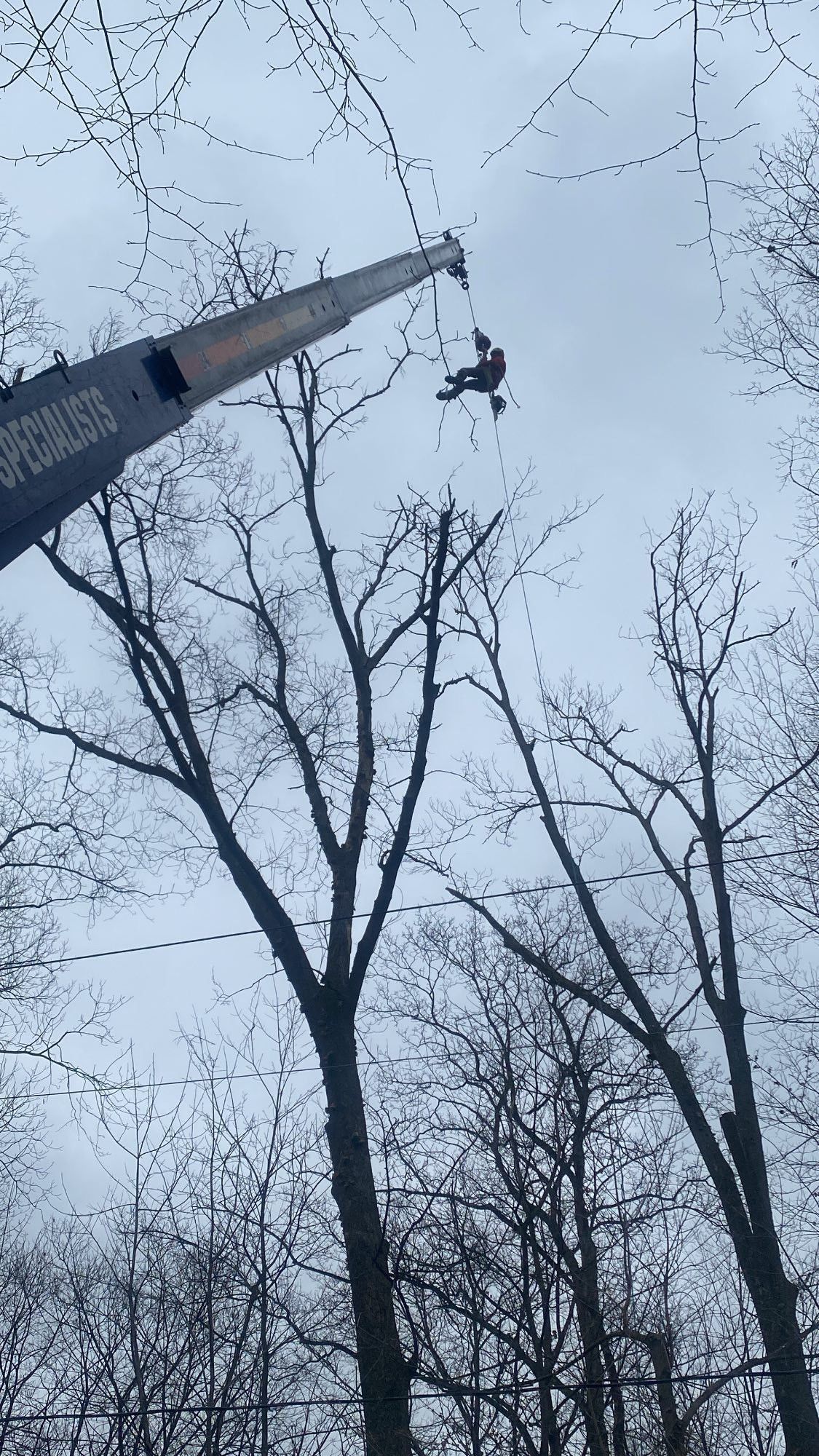 Emergency Tree Removal Cleveland, OH | Mentor, OH