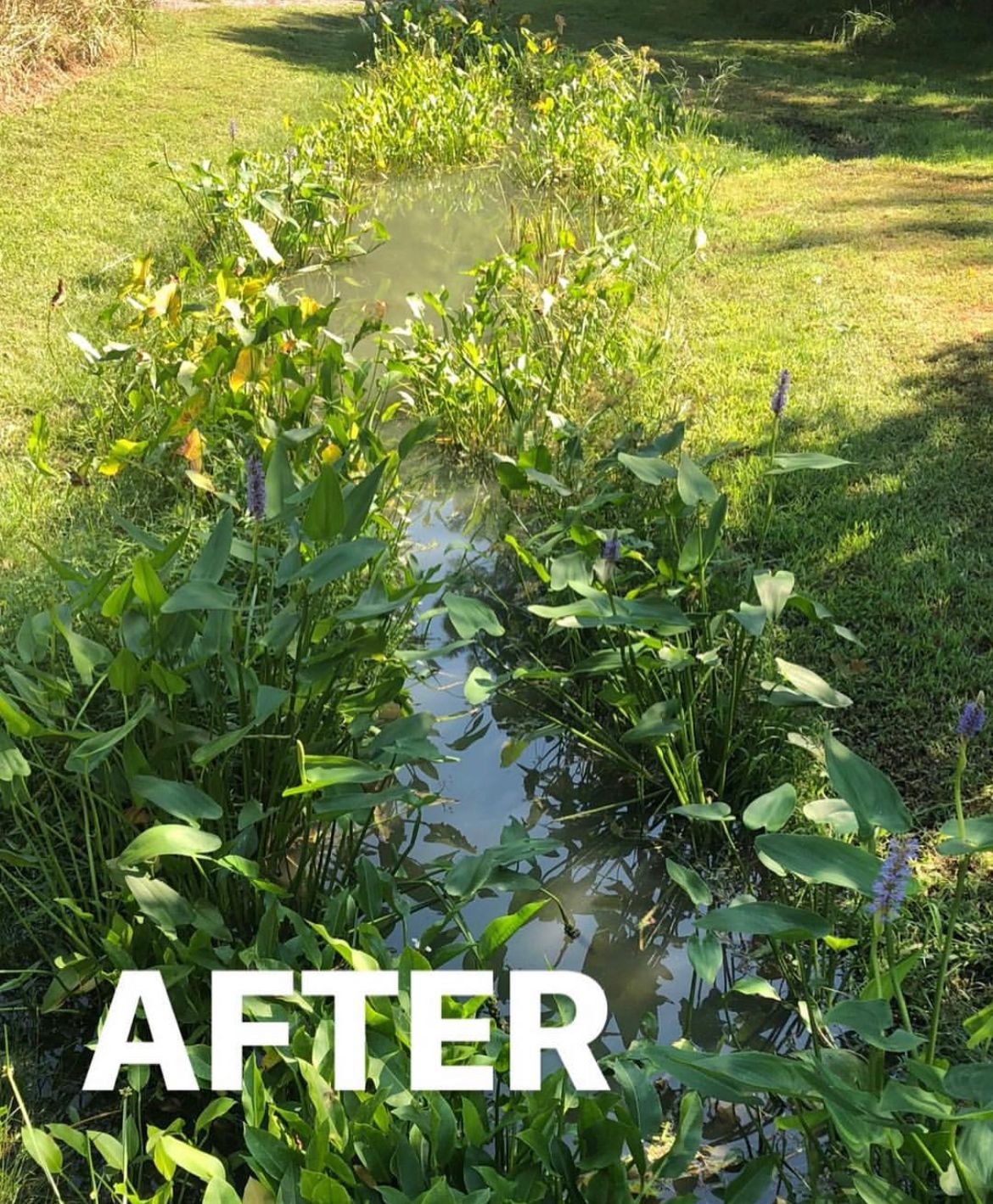 Pond and Lake Management | MD, DE, and VA